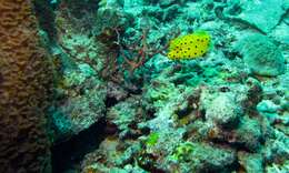 Image of Yellow boxfish