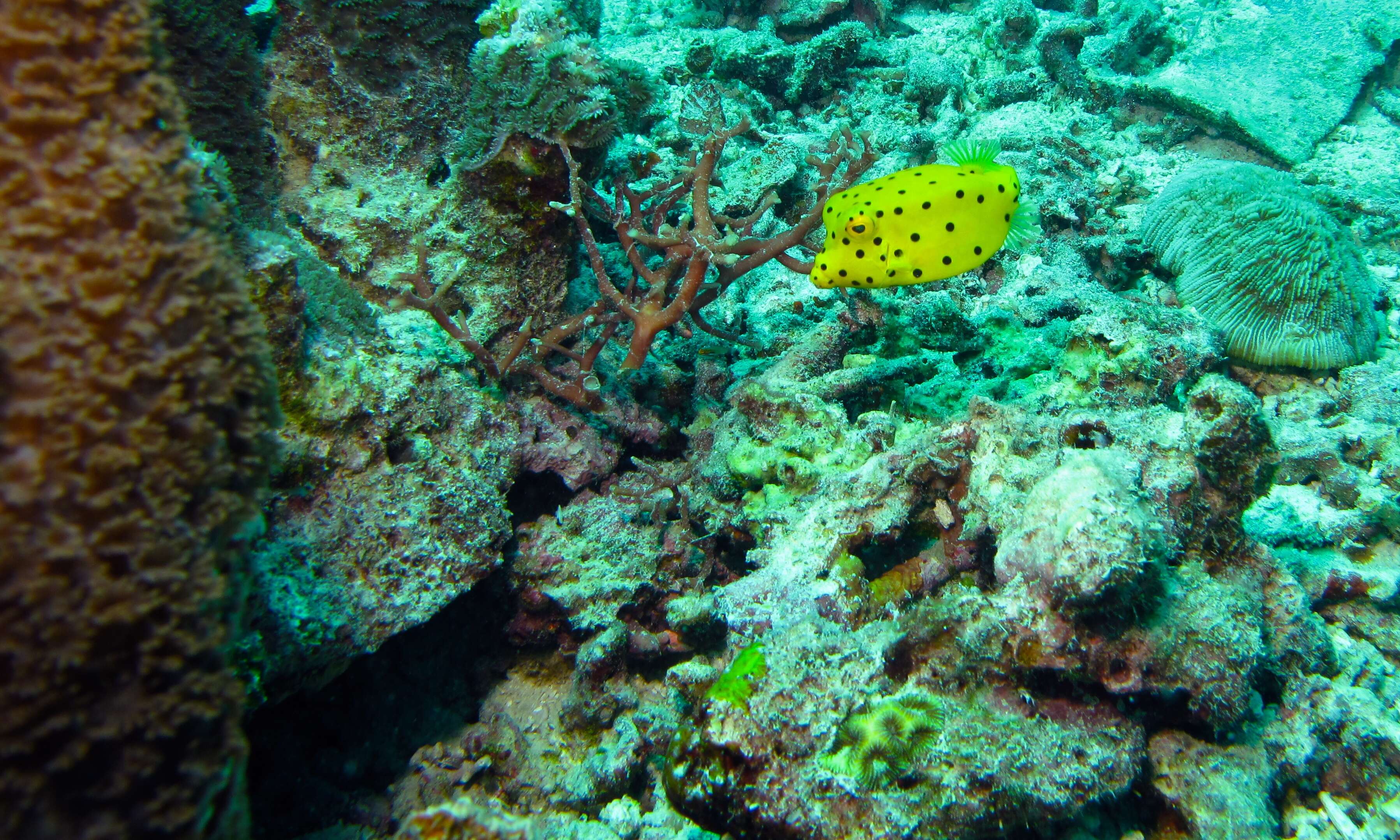 Image of Yellow boxfish