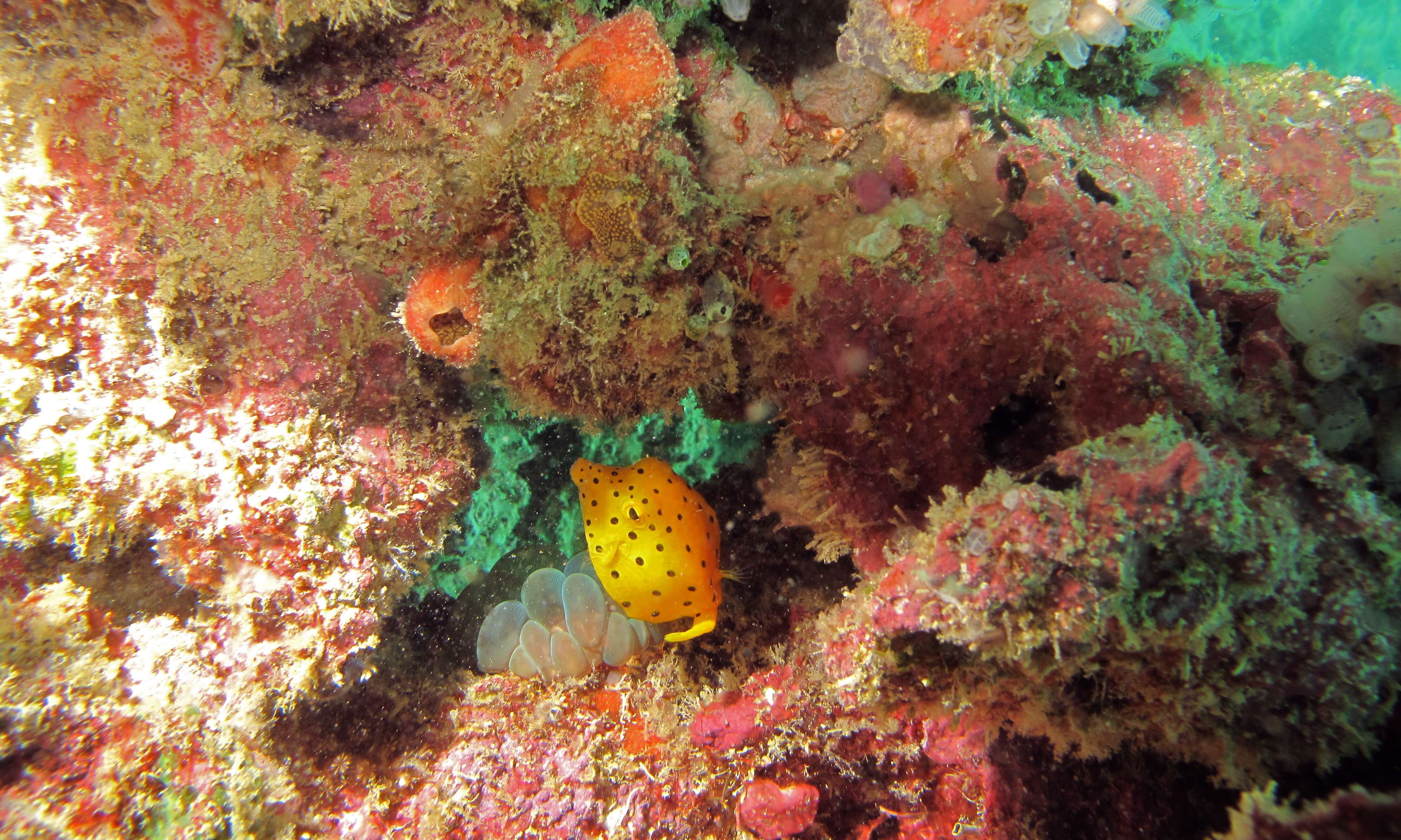 Image of Yellow boxfish