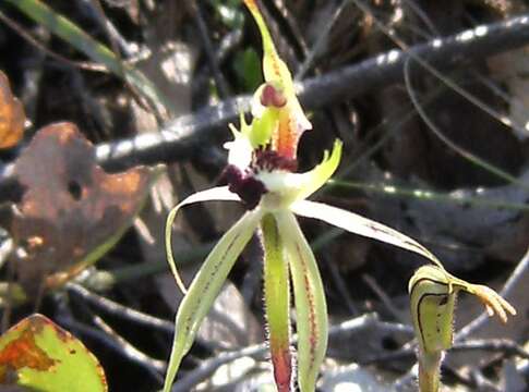 Image of Small spider orchid