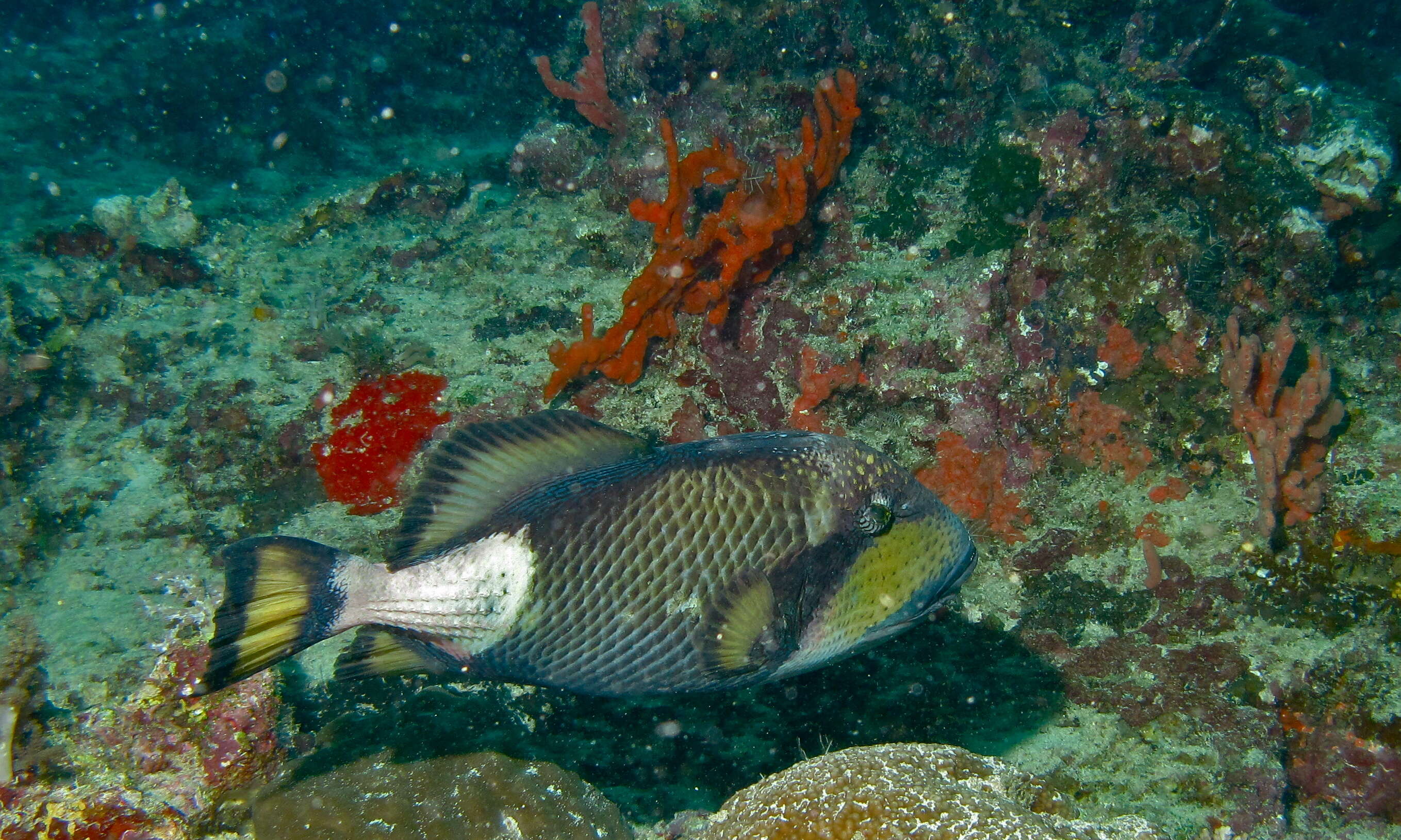 Image of Titan triggerfish