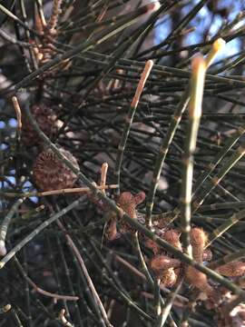 Image of swamp-oak