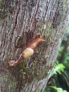 Image of Cucullarion albimaculosus Stanisic 2010