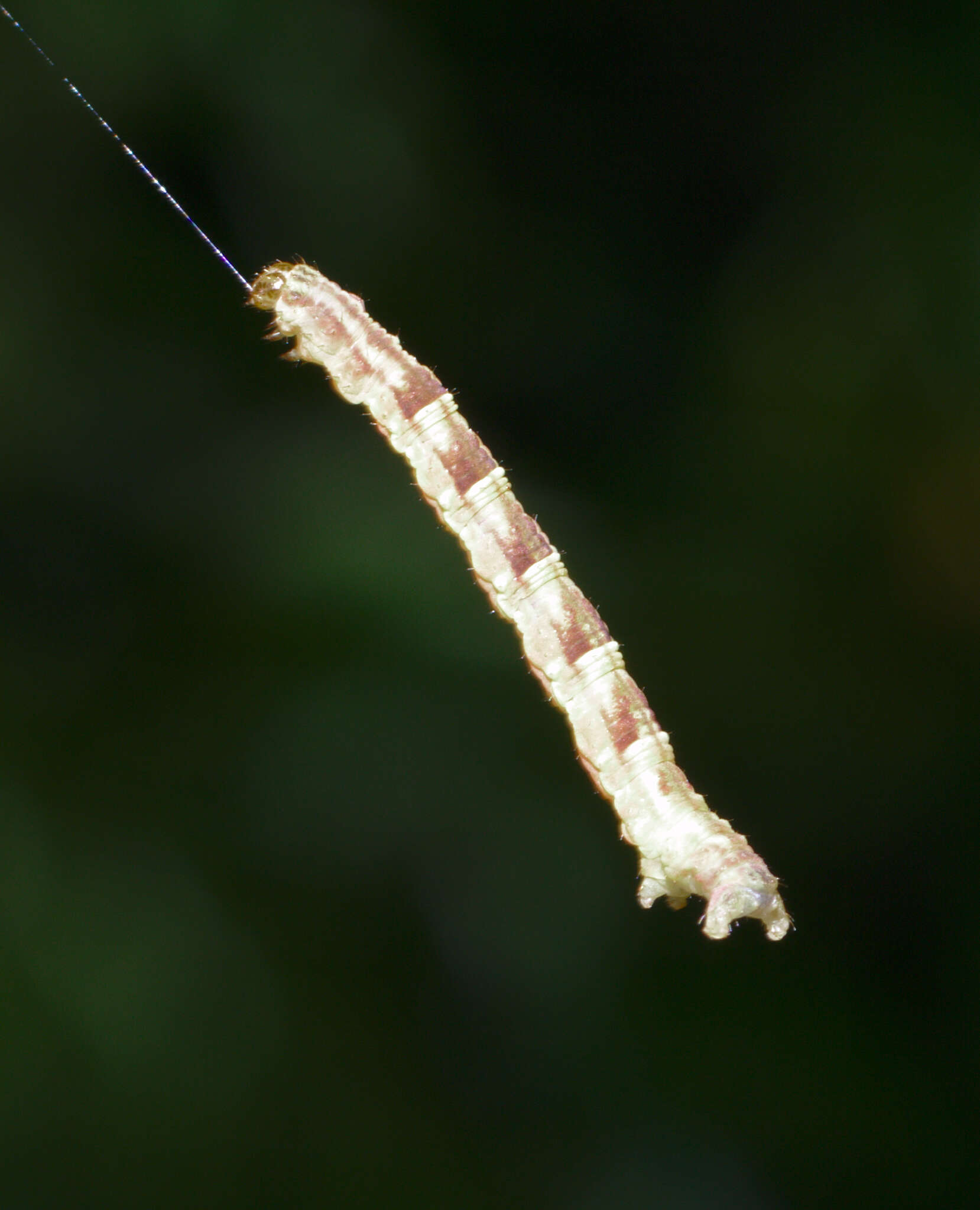 Image de Chloroclystis v-ata