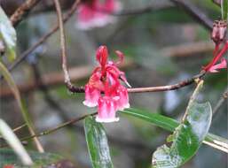 Image of Enkianthus quinqueflorus Lour.