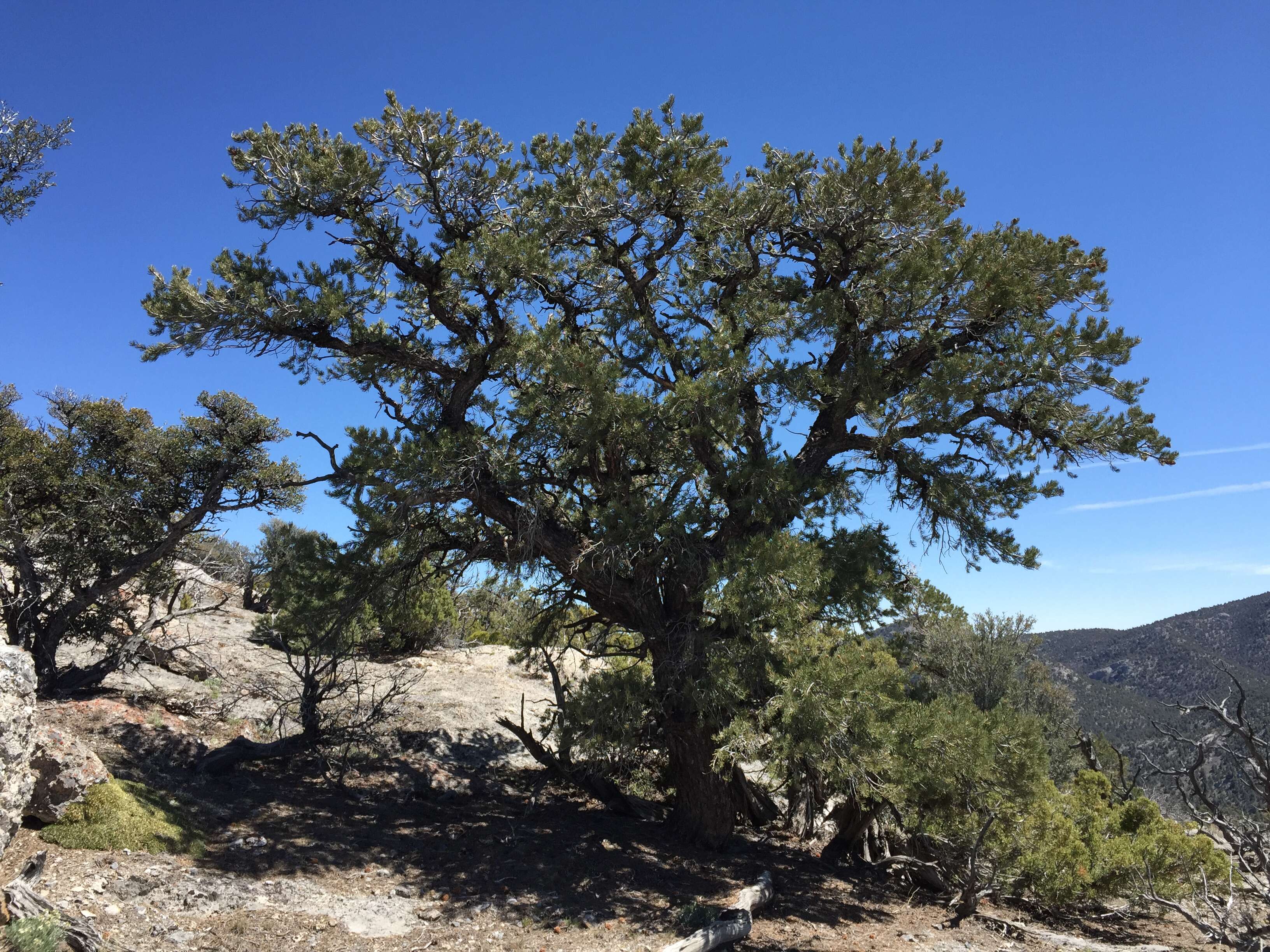 Image of singleleaf pinyon