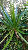 Plancia ëd Dracaena reflexa var. angustifolia Baker