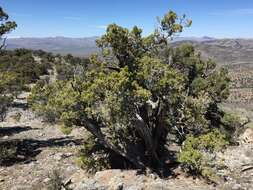 Image of Bigberry Juniper