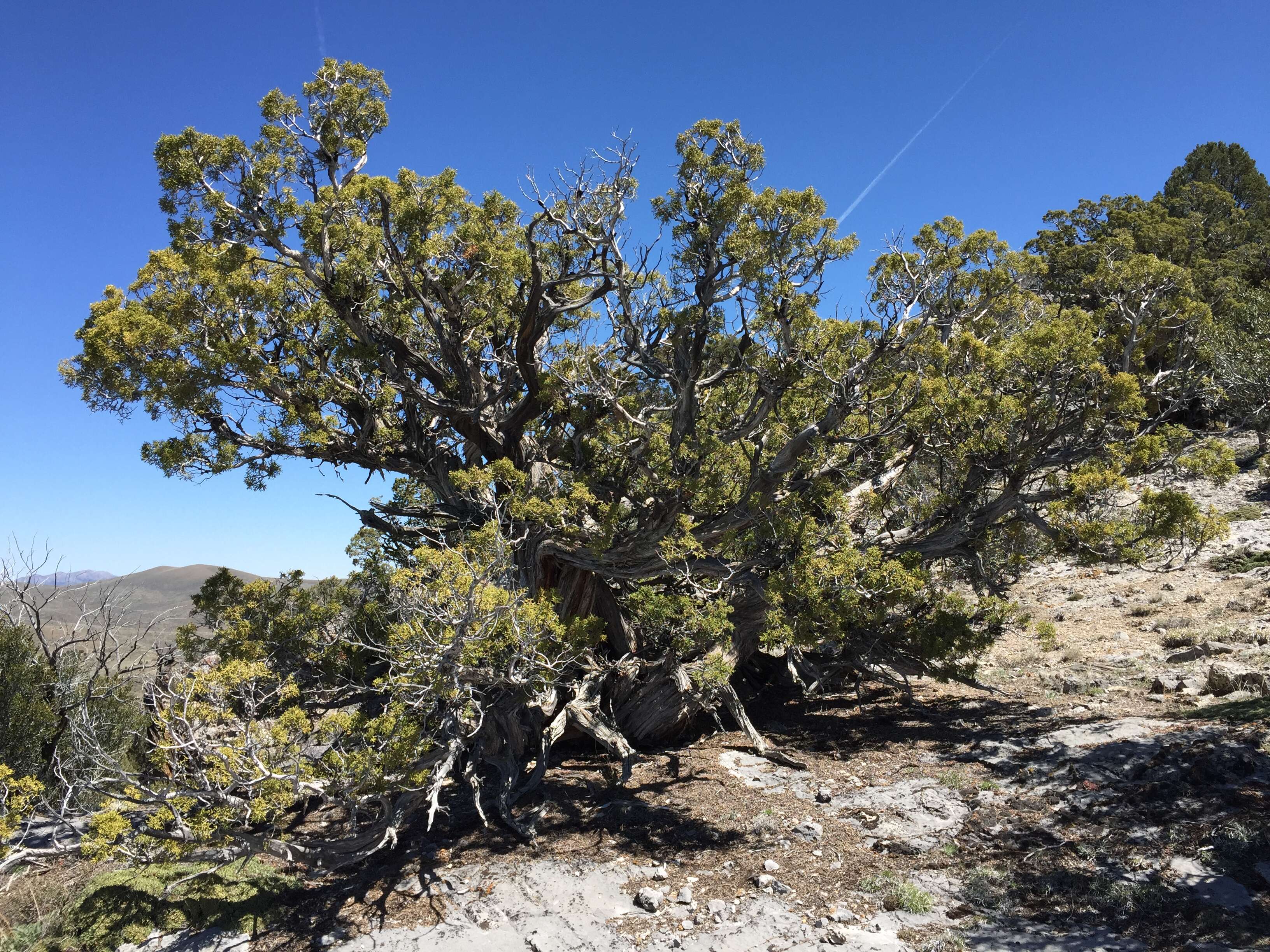 Image of Bigberry Juniper