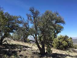 Image of curl-leaf mountain mahogany