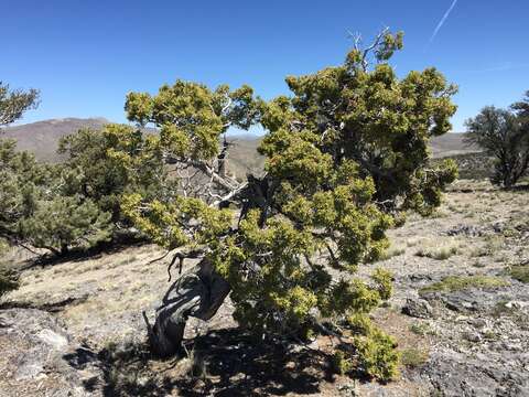 Image of Bigberry Juniper