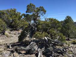 Image of Bigberry Juniper