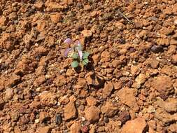 Areocleome oxalidea (F. Muell.) R. L. Barrett & Roalson的圖片