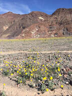 Image of hairy desertsunflower