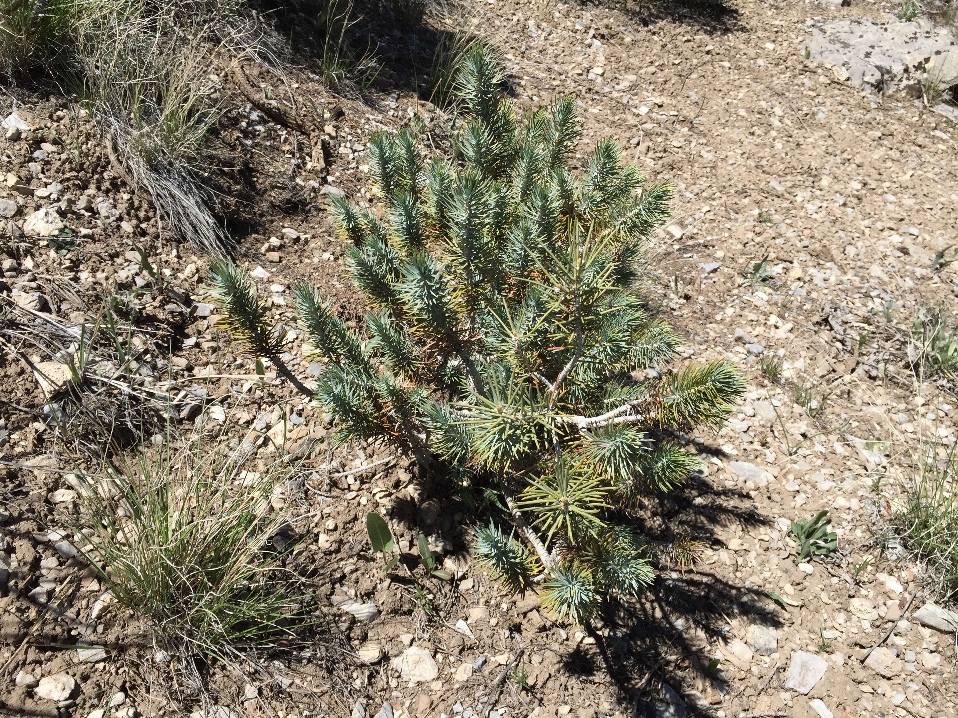 Image of singleleaf pinyon