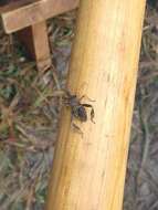 Image of Leaf-footed Pine Seed Bug