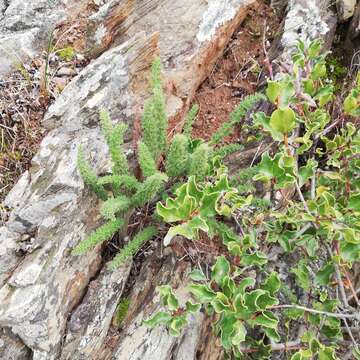 Image of Pelargonium rapaceum (L.) L'Her. ex Jacq.