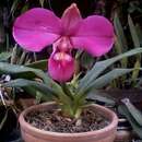 Image of Kovach's Phragmipedium