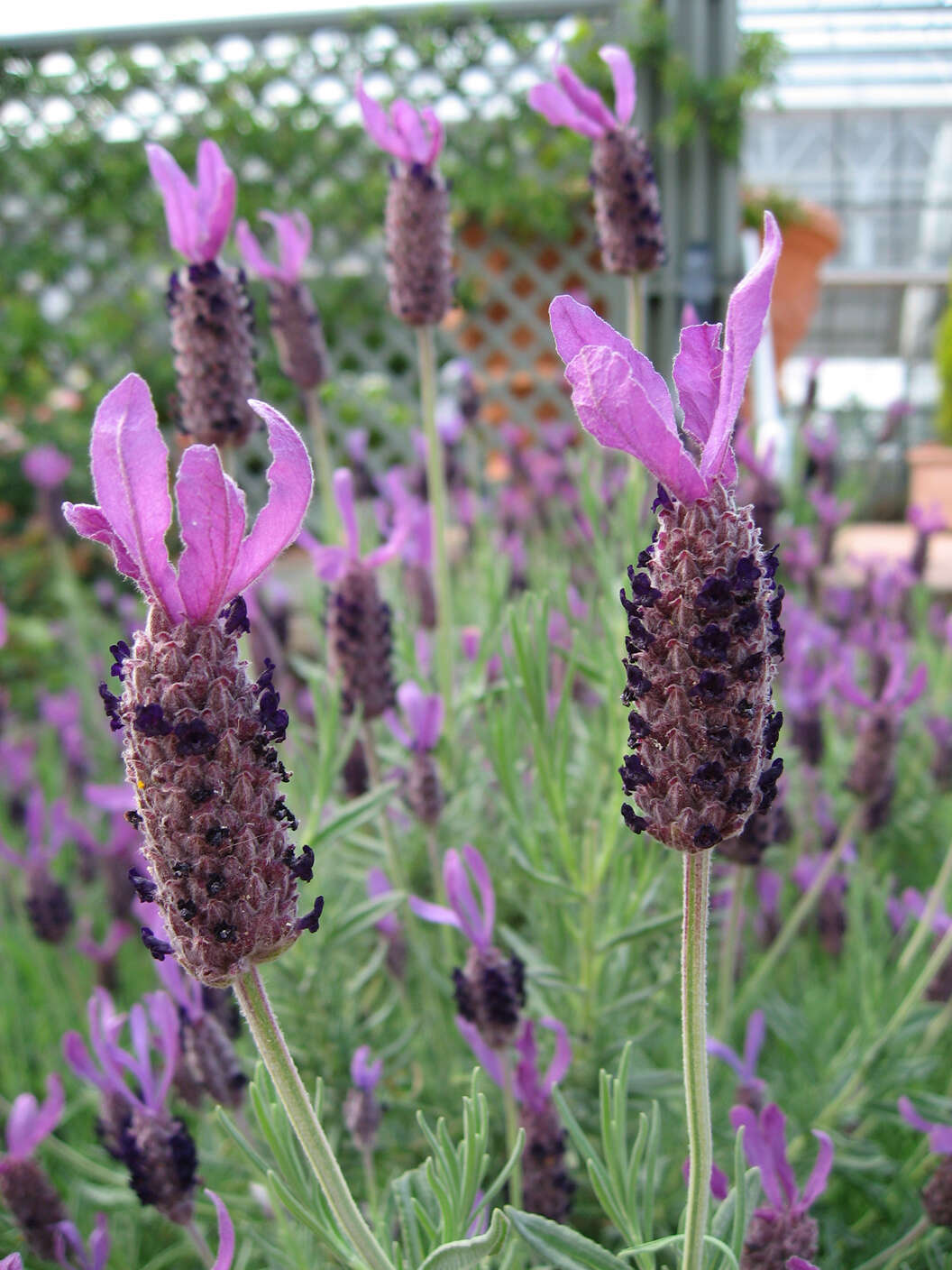 Image of French lavender