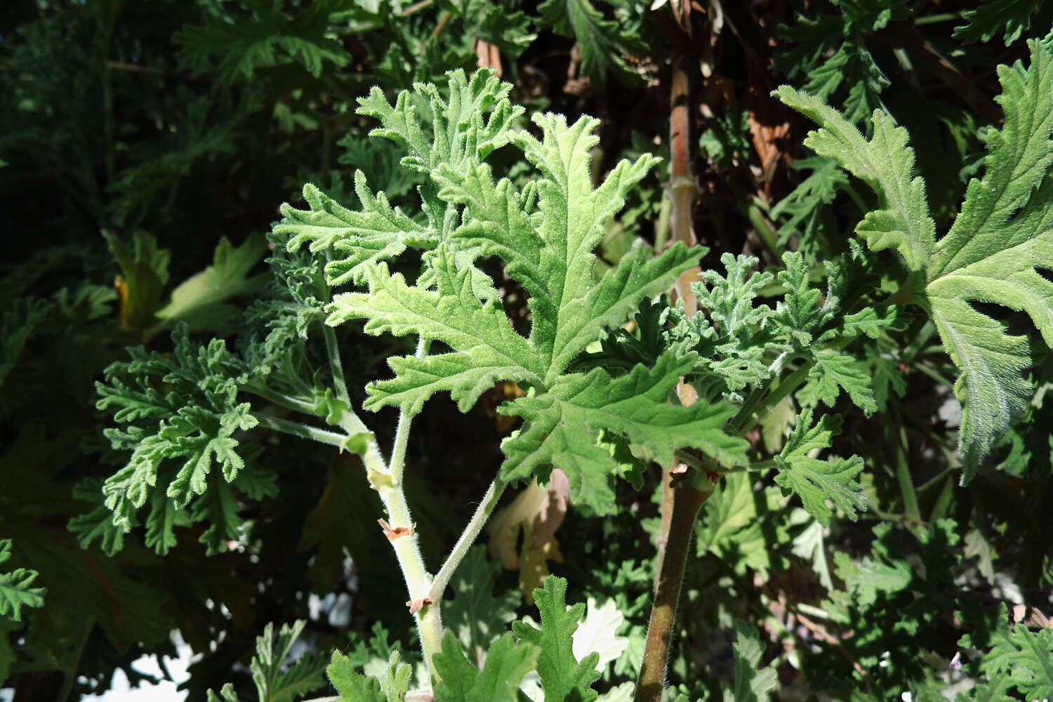 Image of sweet scented geranium