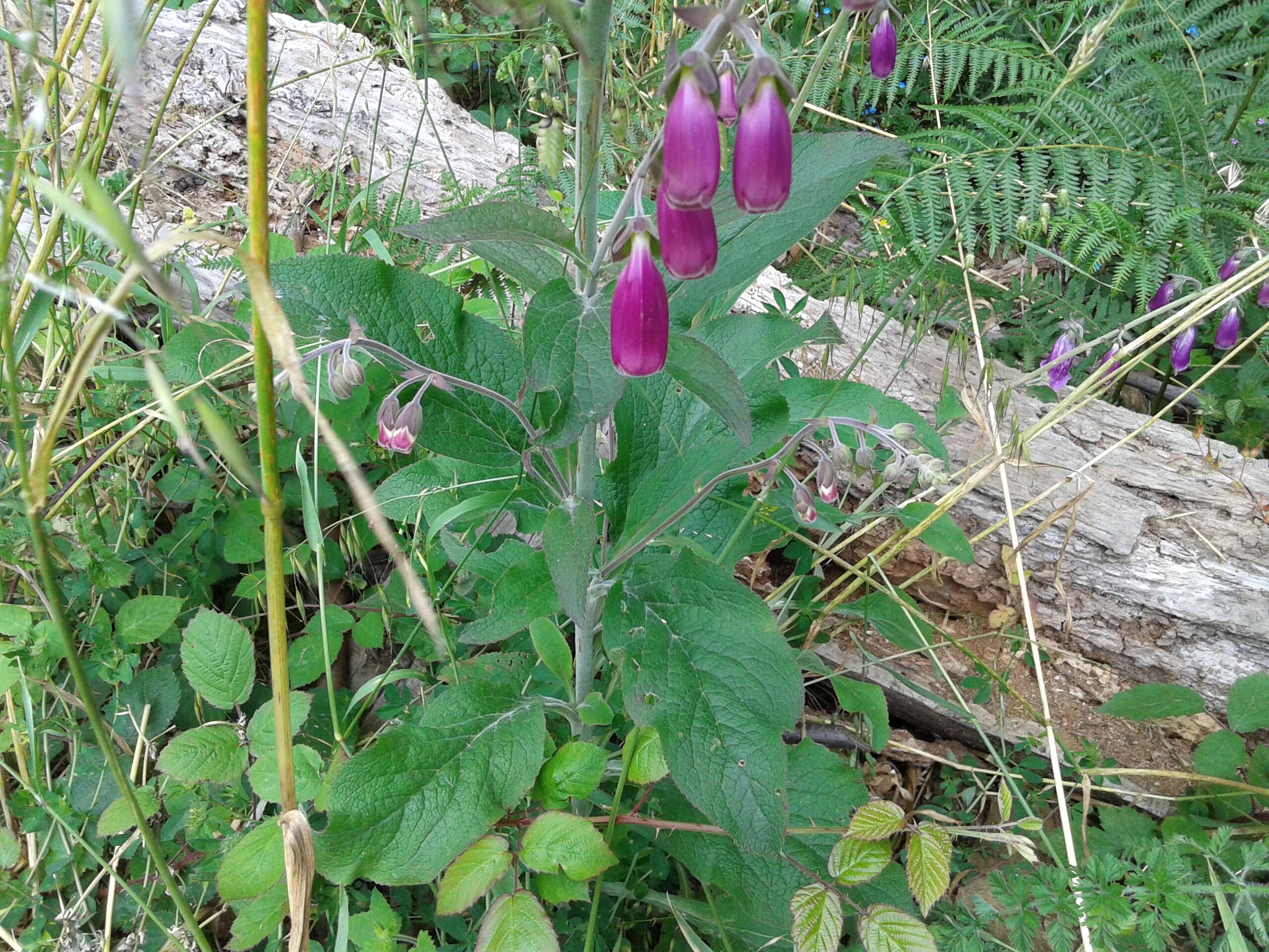 Imagem de Digitalis purpurea L.