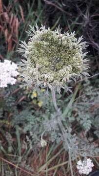 Image of Daucus carota subsp. gummifer (Syme) Hook. fil.