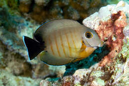 Image de Acanthurus tristis Randall 1993