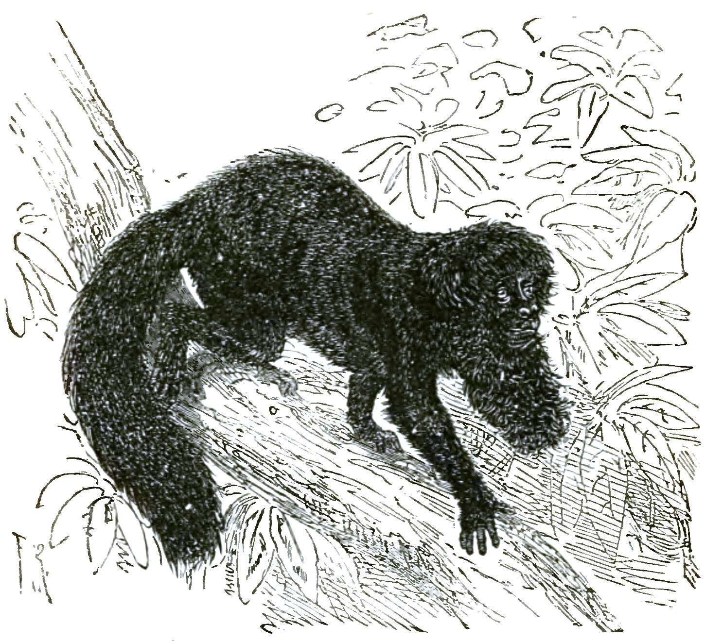 Image of Bearded Saki