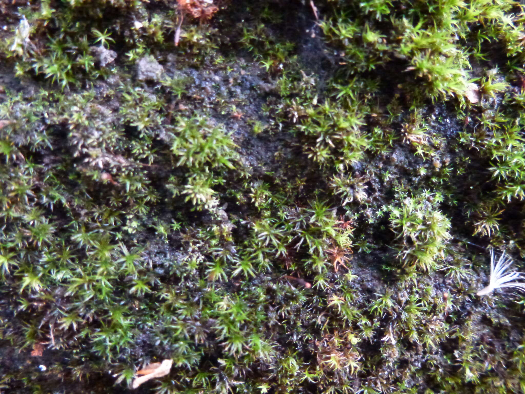 Image of bryoerythrophyllum moss