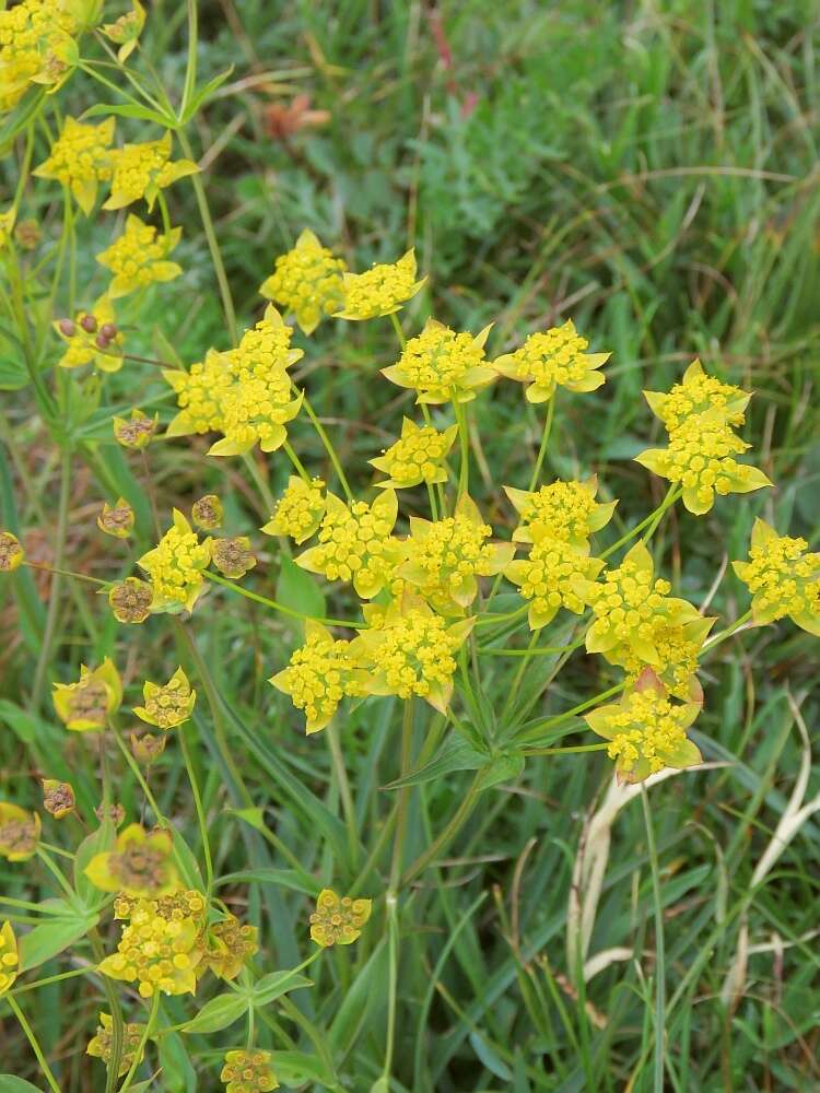 Sivun Bupleurum ranunculoides L. kuva