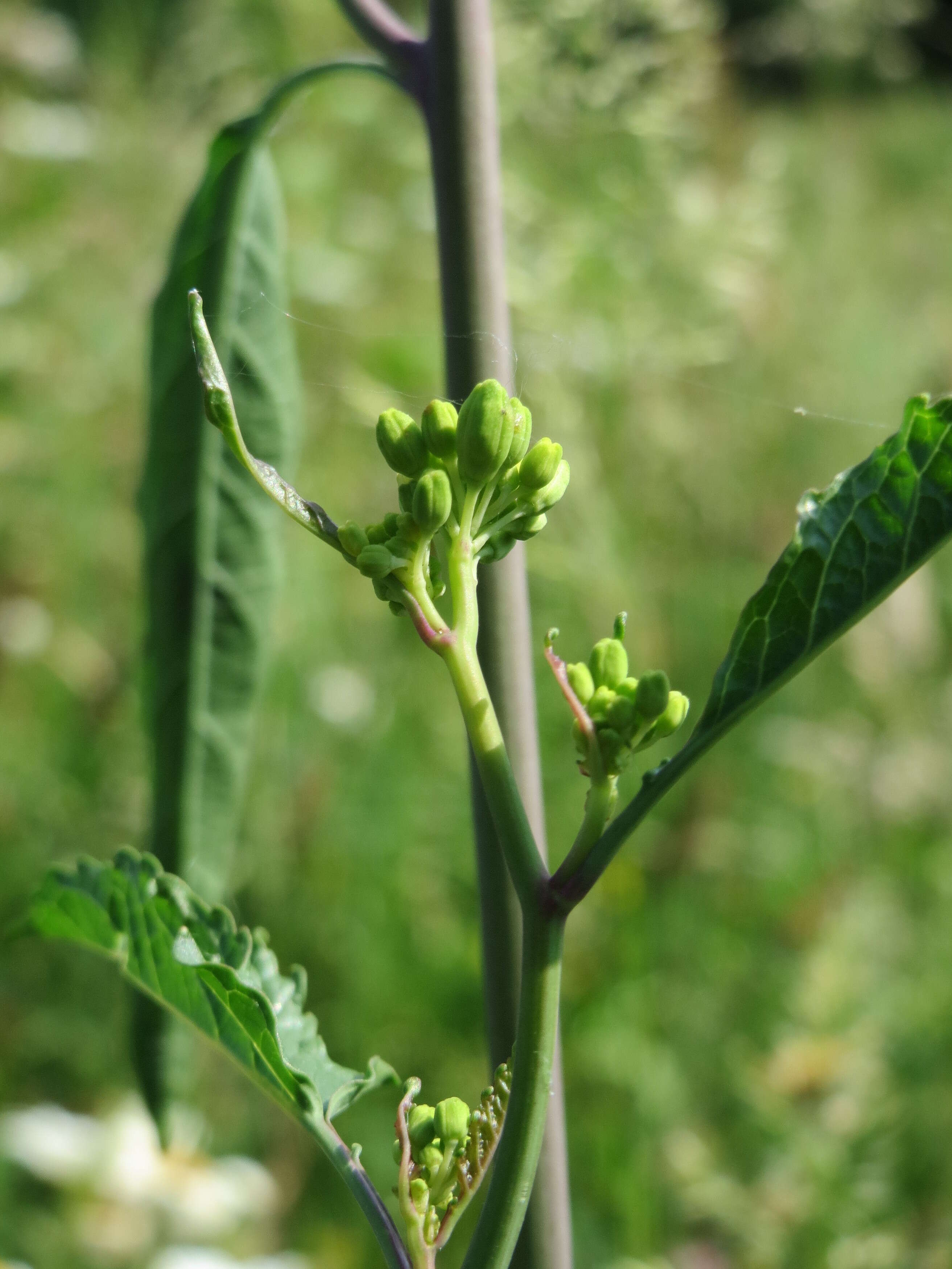 Image of creeping yellowcress