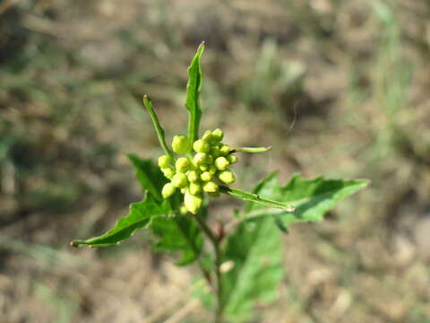 Image of creeping yellowcress