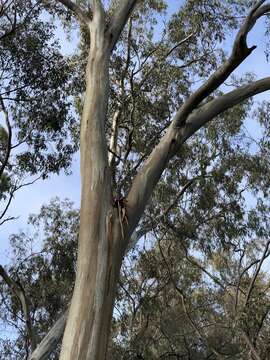 Image de Eucalyptus leucoxylon subsp. pruinosa (F. Müll. ex Miq.) D. J. Boland