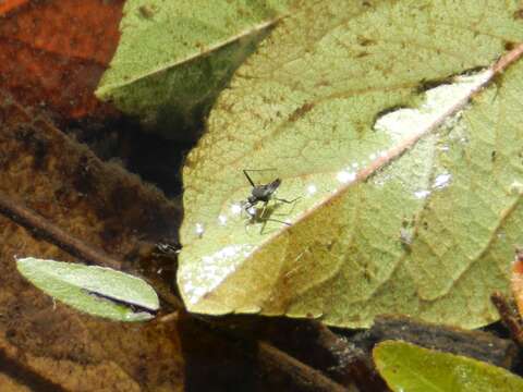 Image of Rhagovelia oriander Parshley 1922