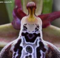 Image of Ophrys cretica subsp. ariadnae (Paulus) H. Kretzschmar