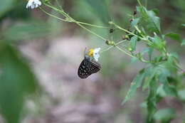 صورة Ideopsis vulgaris Butler 1874