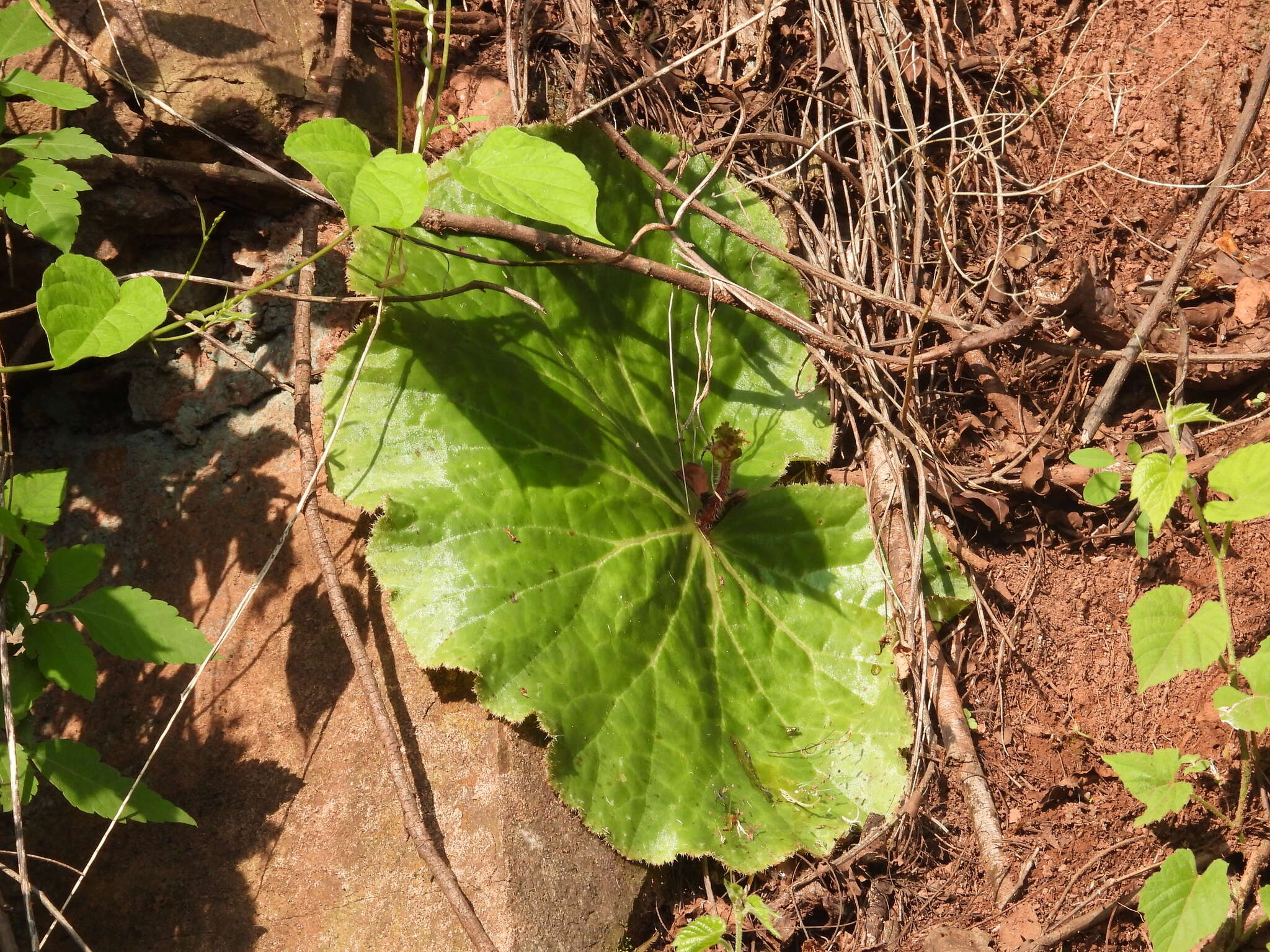 Слика од Begonia monophylla Pav. ex A. DC.