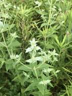 Image of hoary mountainmint