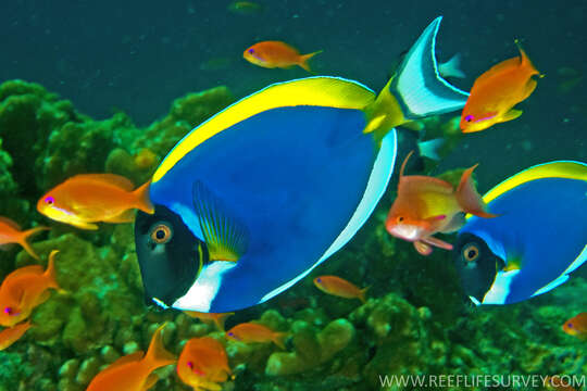 Image of Blue Surgeonfish