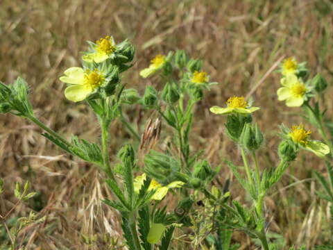 Image of sulphur cinquefoil