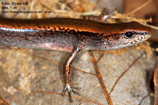 Image of Tsushima Ground Skink