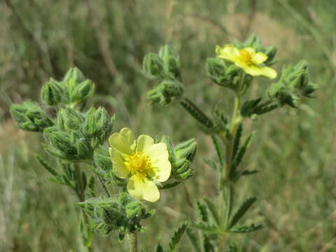 Image of sulphur cinquefoil