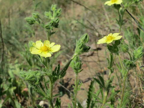 Image of sulphur cinquefoil