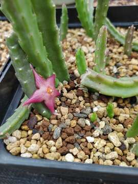 Image of Ceropegia divaricata (Masson) Bruyns