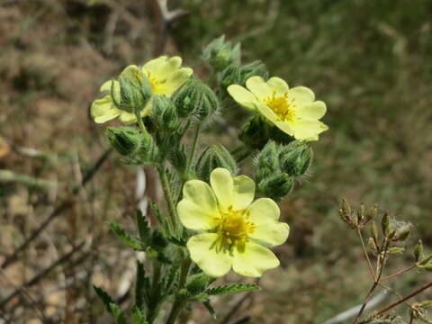 Image of sulphur cinquefoil