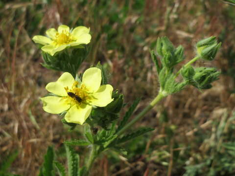 Imagem de Potentilla recta L.