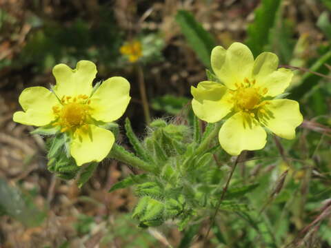 Imagem de Potentilla recta L.