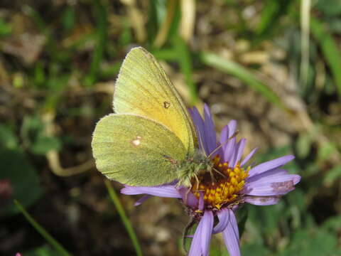 Image of Hecla Sulphur