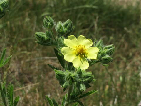 Imagem de Potentilla recta L.