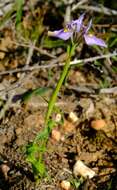 Plancia ëd Moraea fergusoniae L. Bolus